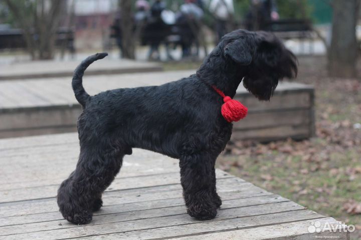 Цвергшнауцер черный вязка