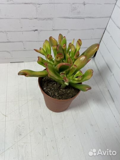 Крассула голлум