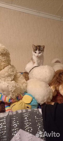 Отдам бесплатно животные кошки