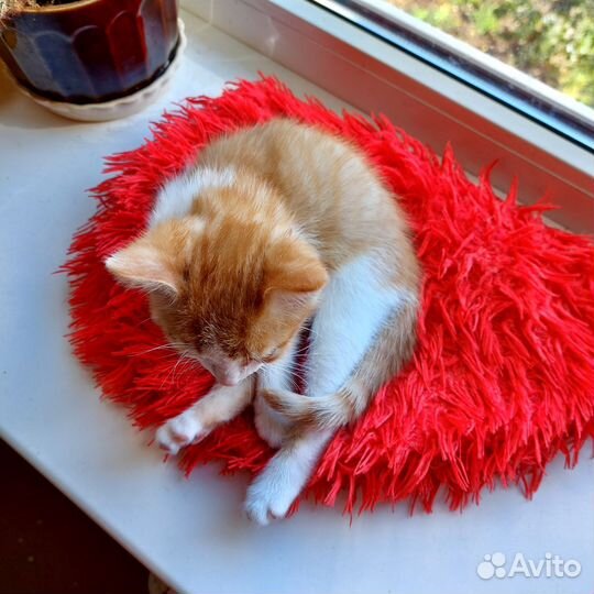 Рыжий котенок