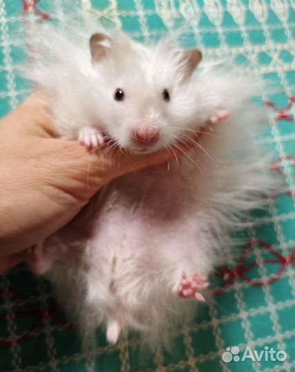 Хомяки ангорские сатин