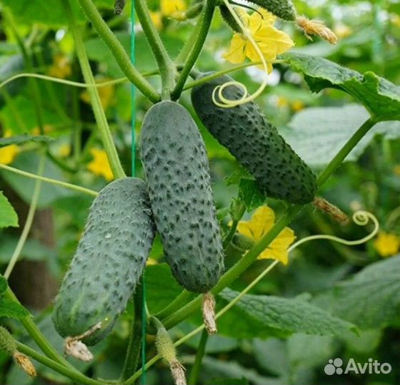 Семена овощей (огурцы)