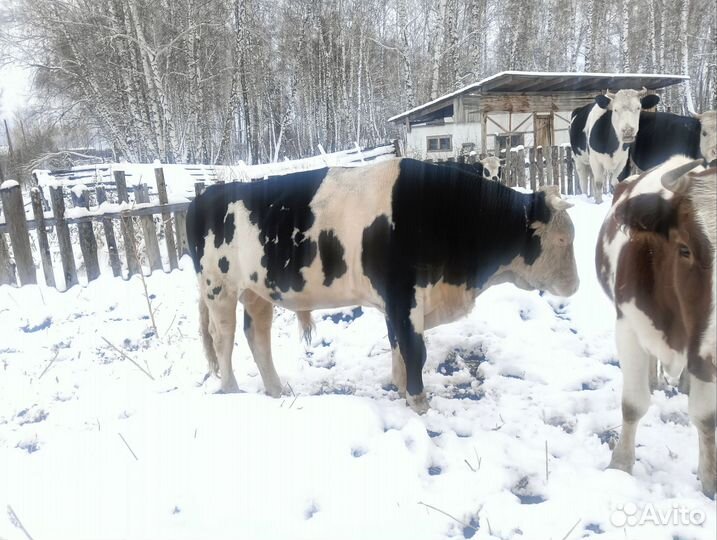 Бык и бараны