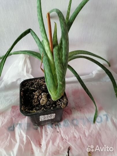 Алоэ лечебный