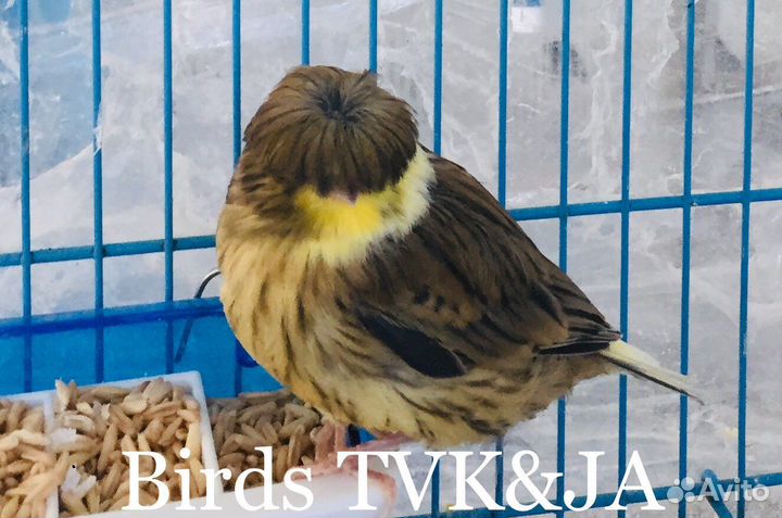 Кенара и канарейки глостеры