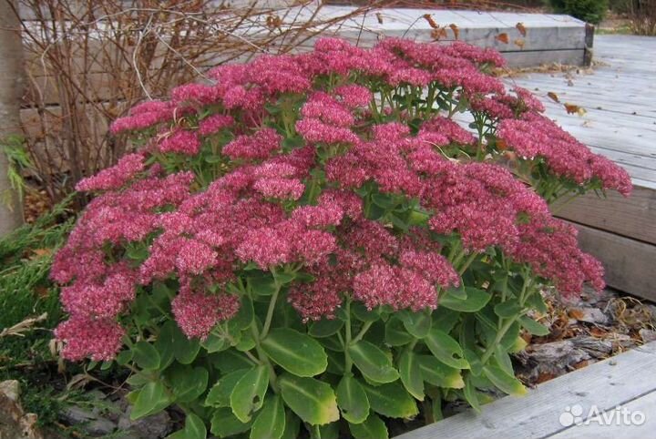 Очиток, (заячья капуста), фикус, розан, колеус