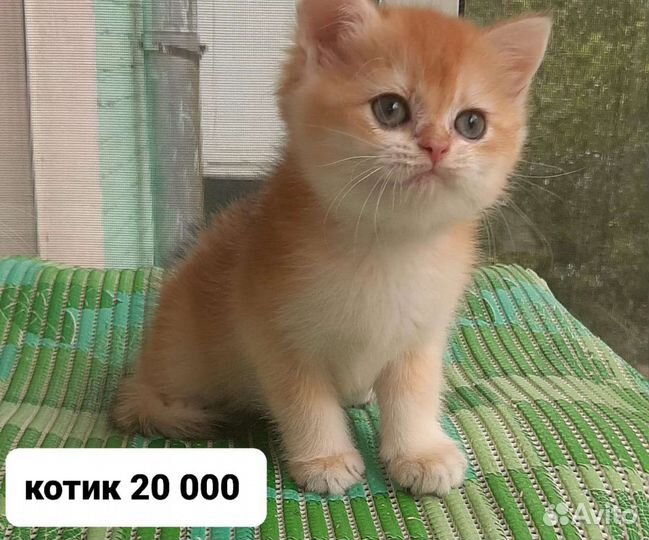 Британские золотые шиншиллв