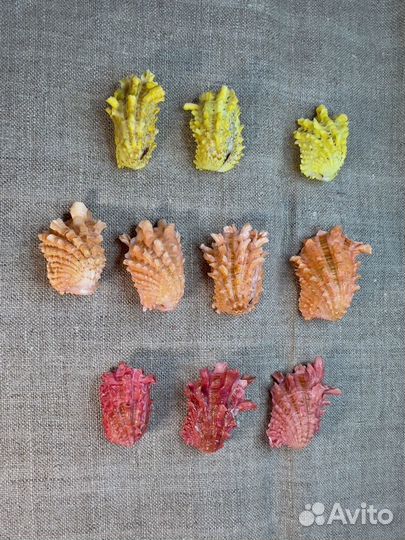 Морские раковины carditidae Cardita crassicosta