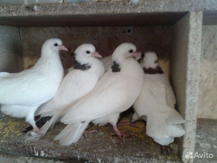 Белые голуби