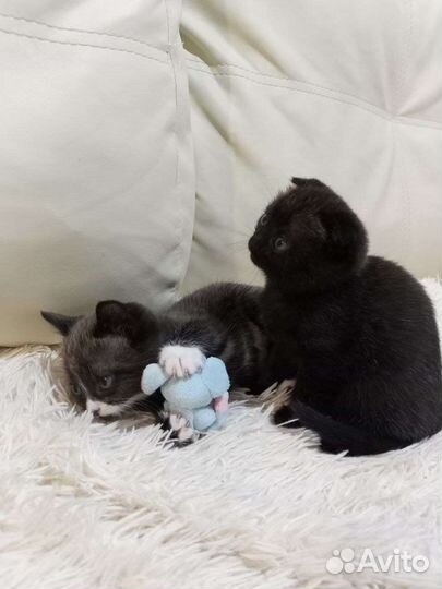 Котята