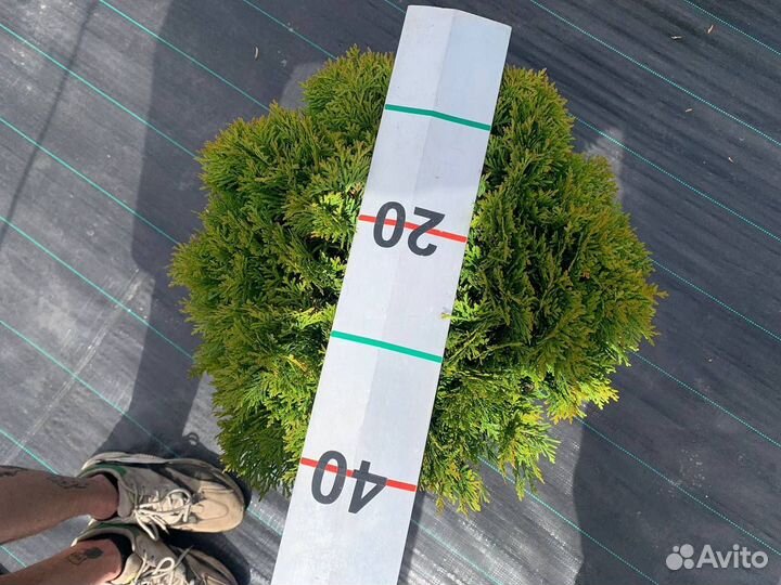 Туя Даника оптом и в розницу