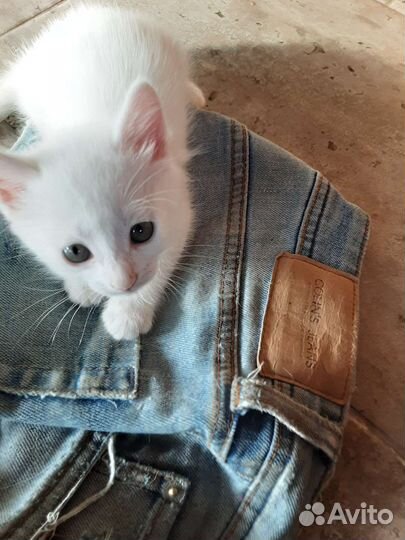 Котята в добрые руки даром