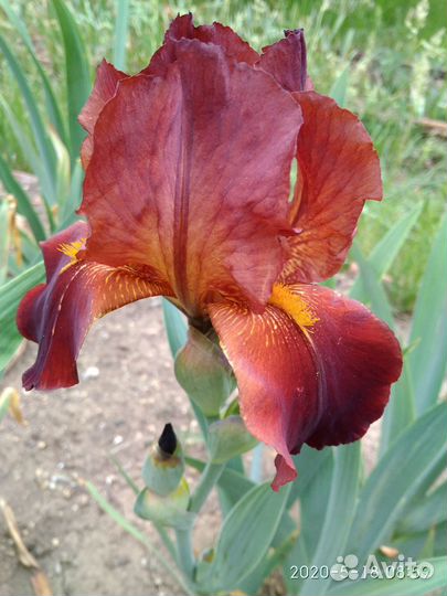 Ирисы бородатые