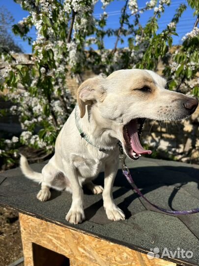 Метис джек рассела в добрые руки