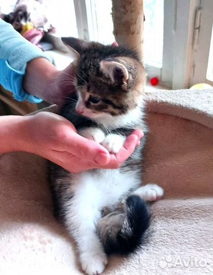 Котёнок 2,5 месяца