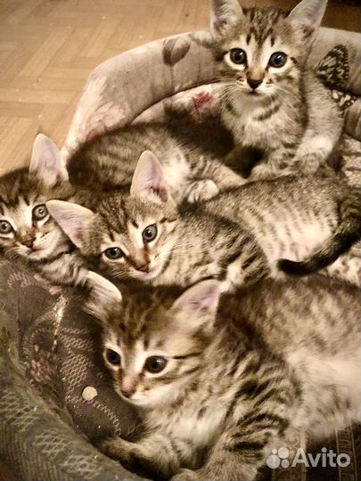 Милые котята