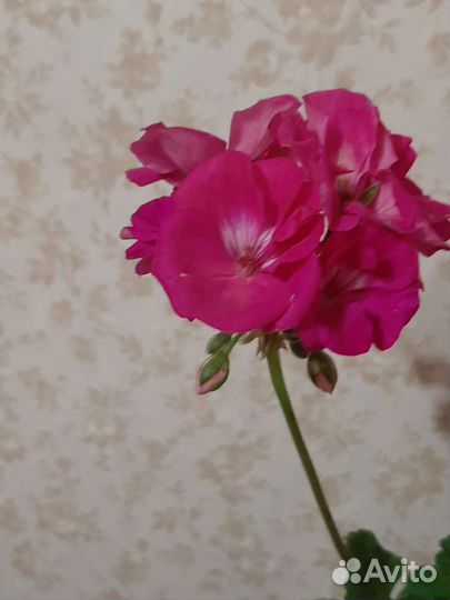 Комнатные цветы