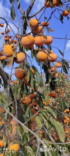 Саженцы плодовых деревьев