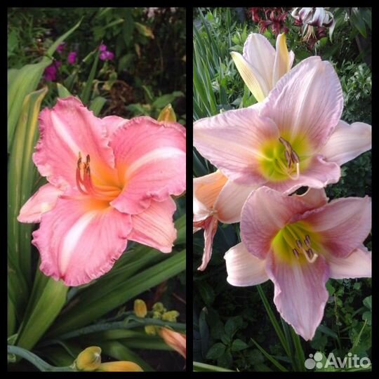 Цветы для сада