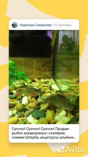 Продажа аквариумных рыбок