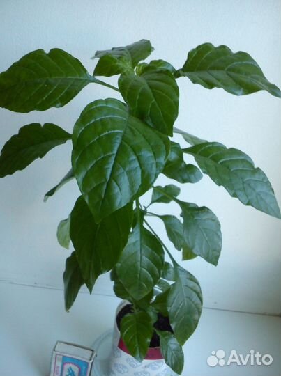 Кроссандра