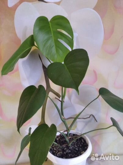 Монстера драцена, кофе арабика