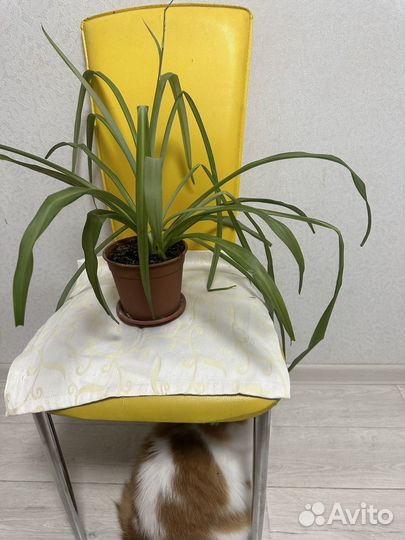 Хлорофитум