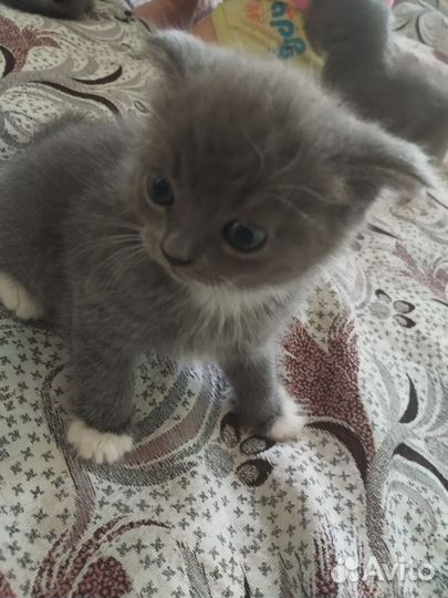 Шотландская вислоухая кошка бесплатно