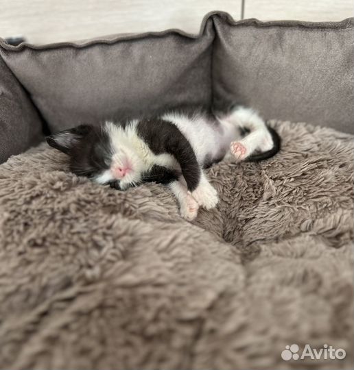 Кошки в добрые руки отдам бесплатно