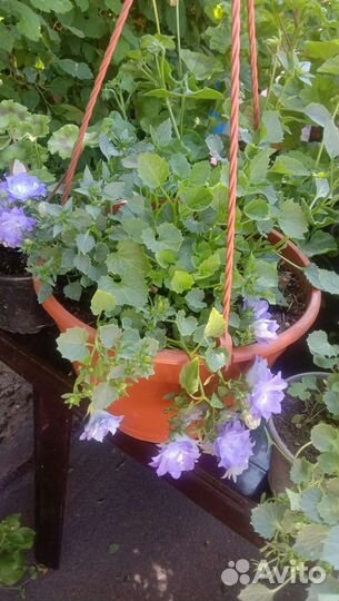 Кампанула Жених