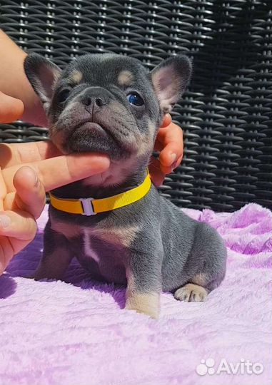 Французский бульдог лиловая девочка