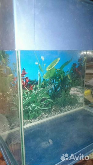 Аквариум