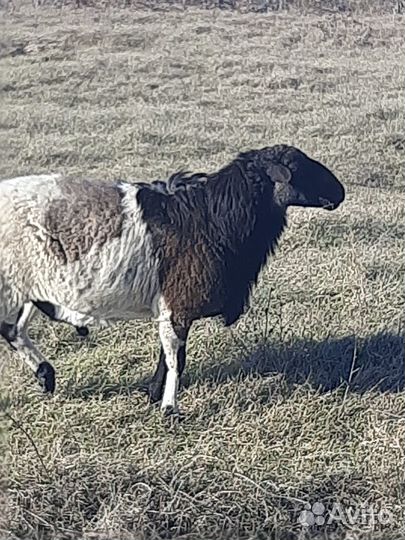 Баран на племя