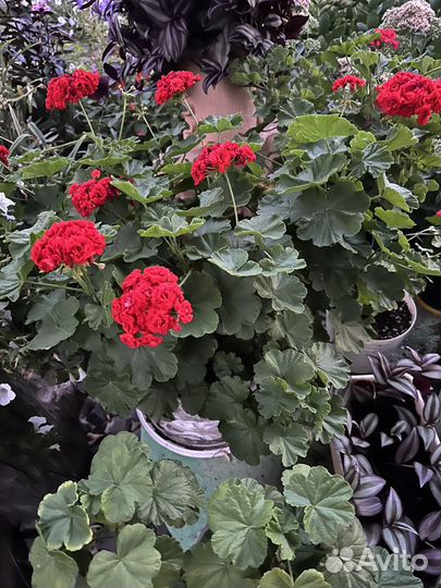 Герань кроваво красная