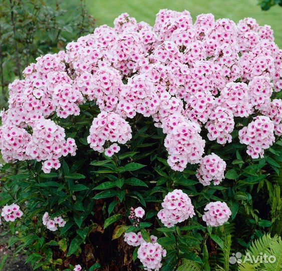 Флоксы (разные сорта)