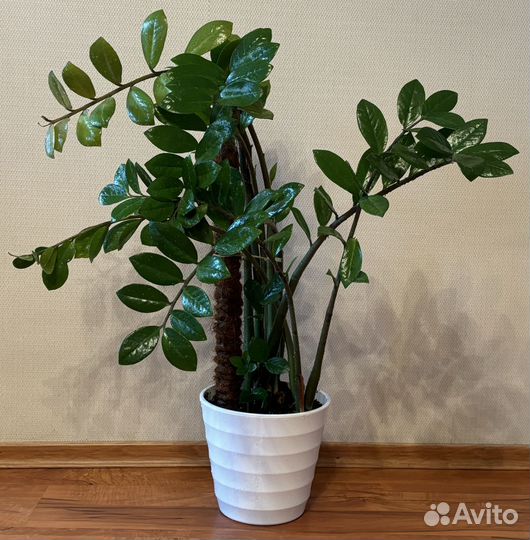 Замиокулькас