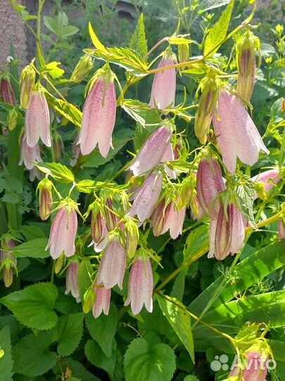 Хризантема,лилейник,лилия белая лекарственная,ирис