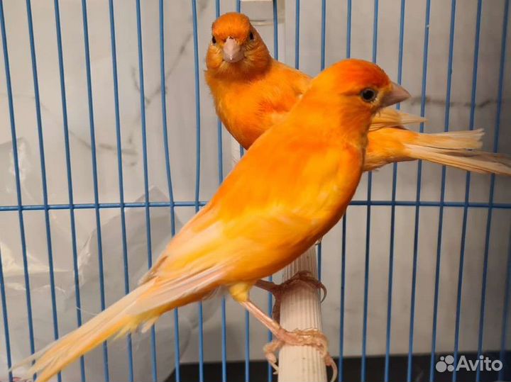 Птенцы поющего кенора