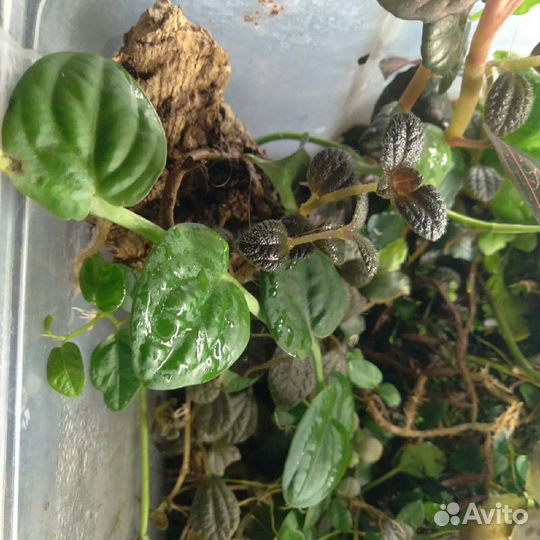 Растения для аквариума, флорариума, террариума