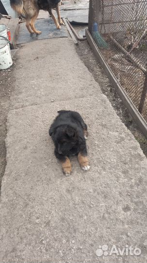 Щенки немецкой овчарки