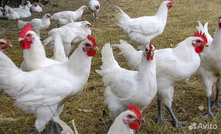 Куры молодки