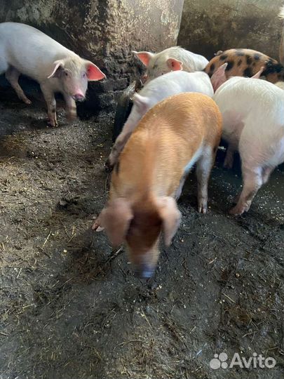 Поросята ландрас дюрок