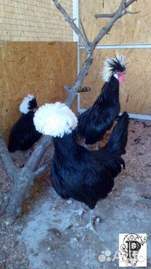 Цыплята падуан, барневельдер