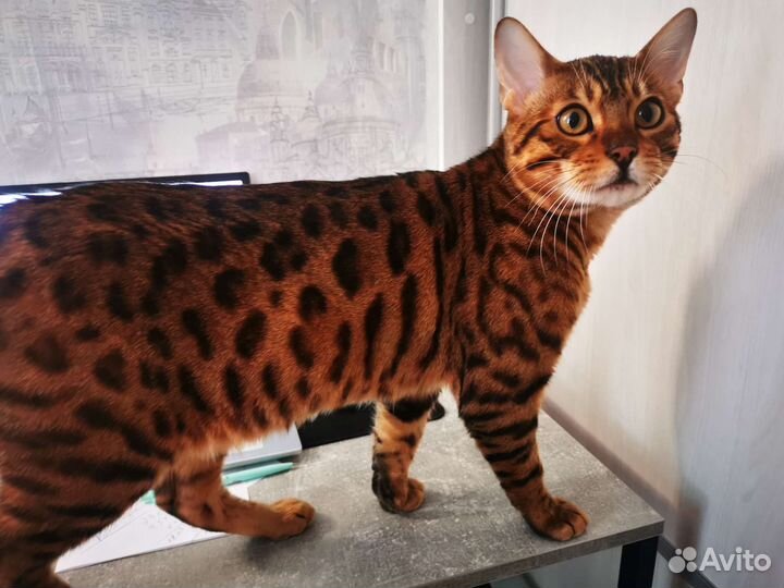 Бенгальский кот вязка