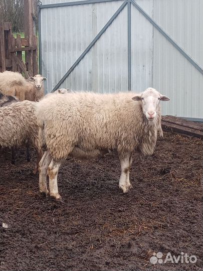 Катумские бараны,ягнята