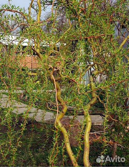 Ива извилистая 1,5 м саженцы
