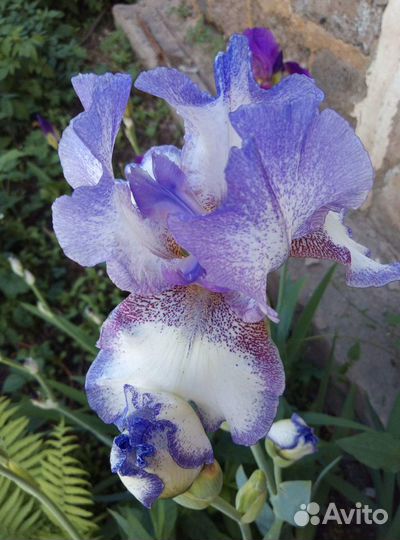 Сортовые германские ирисы