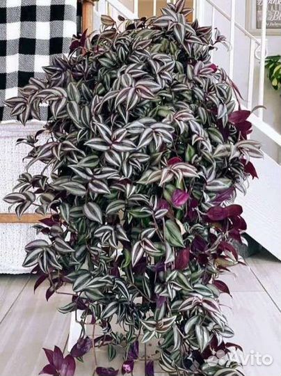 Традесканция зебрина