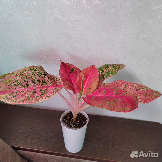 Аглаонема, маранта