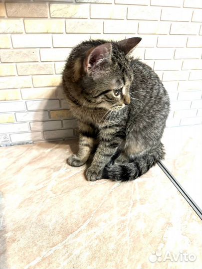 Котёнок 4 мес